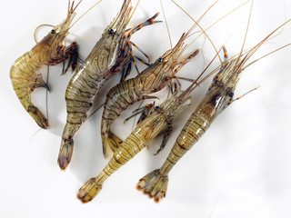 Crevettes grises