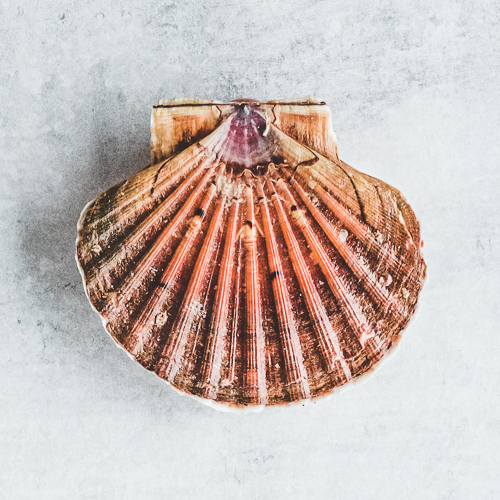 Coquille Saint-Jacques